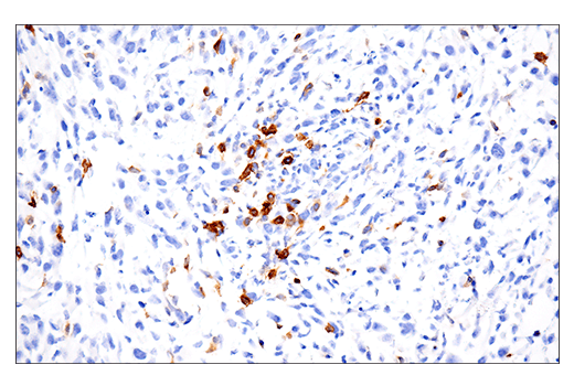 Immunohistochemistry Image 3: GITR (E9O9H) Rabbit mAb