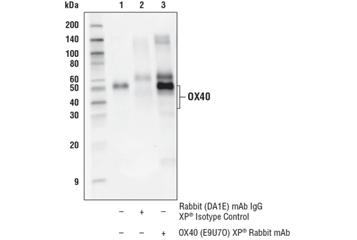 Immunoprecipitation Image 1: OX40 (E9U7O) XP<sup>®</sup> Rabbit mAb