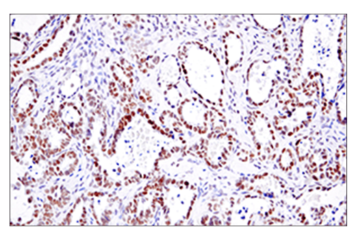 Immunohistochemistry Image 3: EED (E4L6E) Rabbit Monoclonal Antibody