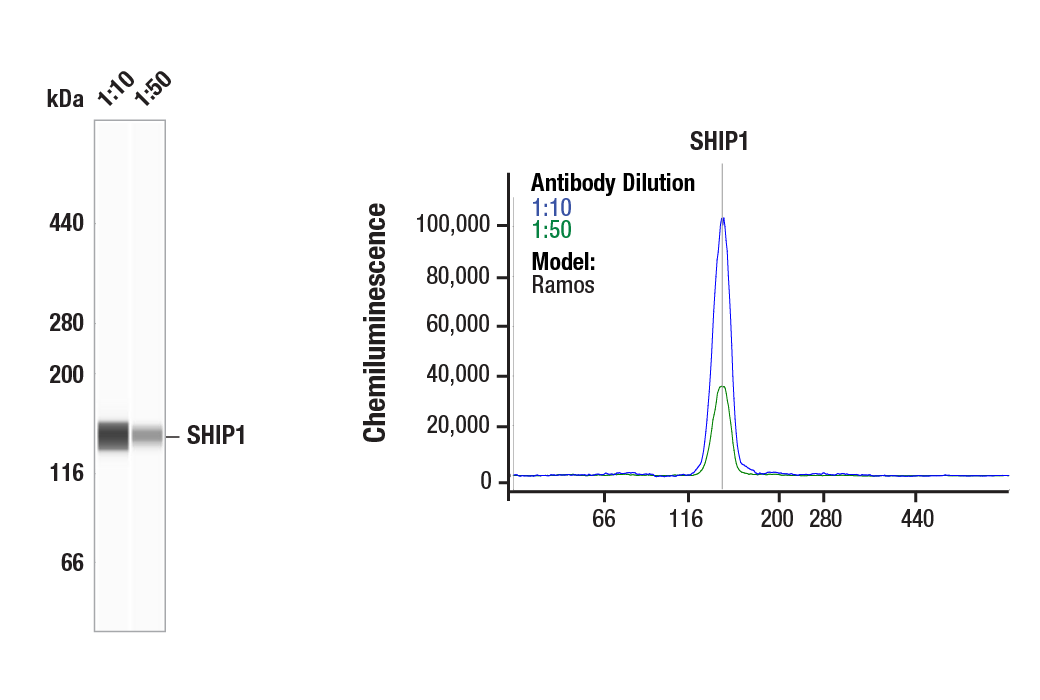 Western Blotting Image 1: SHIP1 (D1163) Antibody