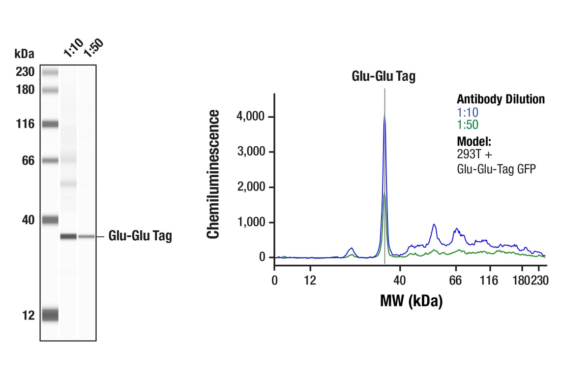 Western Blotting Image 1: Glu-Glu Tag (F7J1B) Mouse Monoclonal Antibody