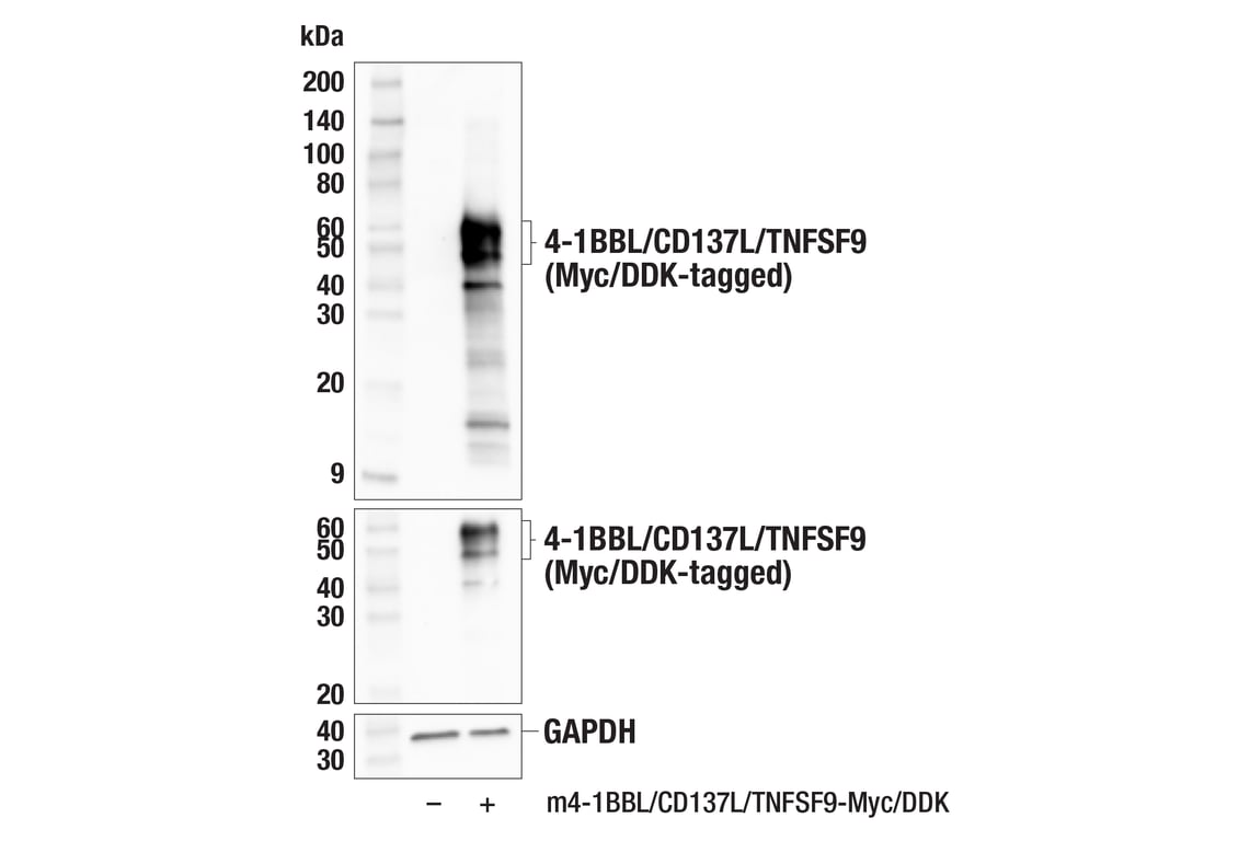 Western Blotting Image 3: 4-1BBL/CD137L/TNFSF9 (F9V9P) Rabbit Monoclonal Antibody
