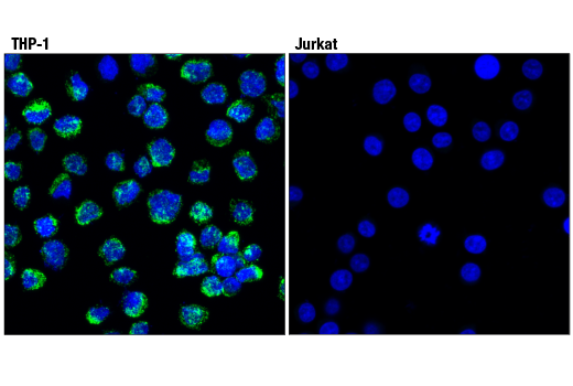 Immunofluorescence Image 1: CD68 (D4B9C) XP<sup>®</sup> Rabbit mAb (BSA and Azide Free)