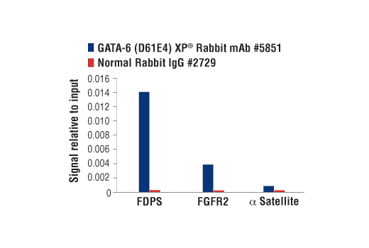 Chromatin Immunoprecipitation Image 3: GATA-6 (D61E4) XP<sup>®</sup> Rabbit mAb