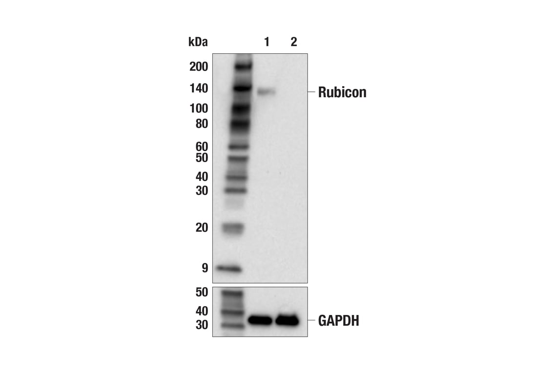 Western Blotting Image 2: Rubicon (F1E8X) Rabbit Monoclonal Antibody