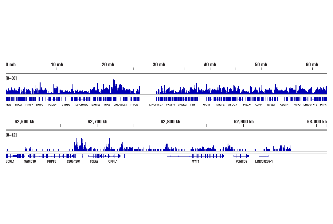 CUT & RUN Image 2: Tri-Methyl-Histone H3 (Lys27) (C36B11) Rabbit Monoclonal Antibody
