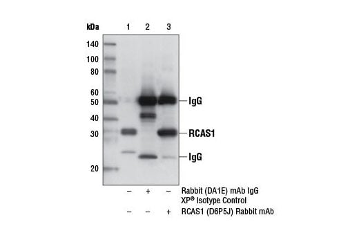 Immunoprecipitation Image 1: RCAS1 (D6P5J) Rabbit Monoclonal Antibody