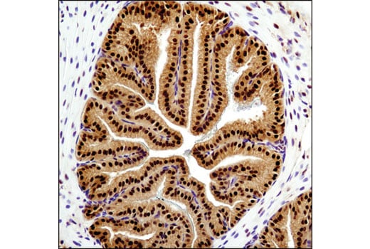 Immunohistochemistry Image 2: RBX1 (D3J5I) Rabbit Monoclonal Antibody