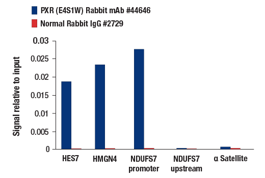 Chromatin Immunoprecipitation Image 1: PXR (E4S1W) Rabbit Monoclonal Antibody