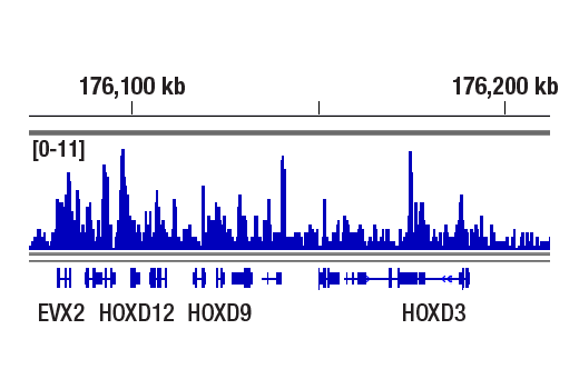 CUT & RUN Image 1: Brd2 (D89B4) Rabbit Monoclonal Antibody