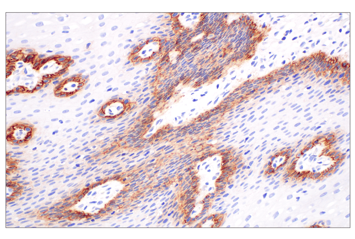 Immunohistochemistry Image 4: MCT1/SLC16A1 (E7A2K) Rabbit Monoclonal Antibody (BSA and Azide Free)