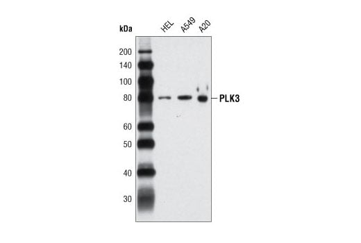 Western Blotting Image 2: PLK3 (D14F12) Rabbit Monoclonal Antibody