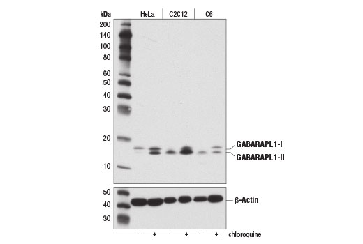 Western Blotting Image 2: GABARAPL1 (D5R9Y) XP<sup>®</sup> Rabbit mAb (BSA and Azide Free)