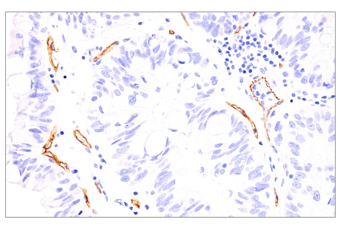 Immunohistochemistry Image 7: EMCN (E3Z4D) Rabbit Monoclonal Antibody (BSA and Azide Free)