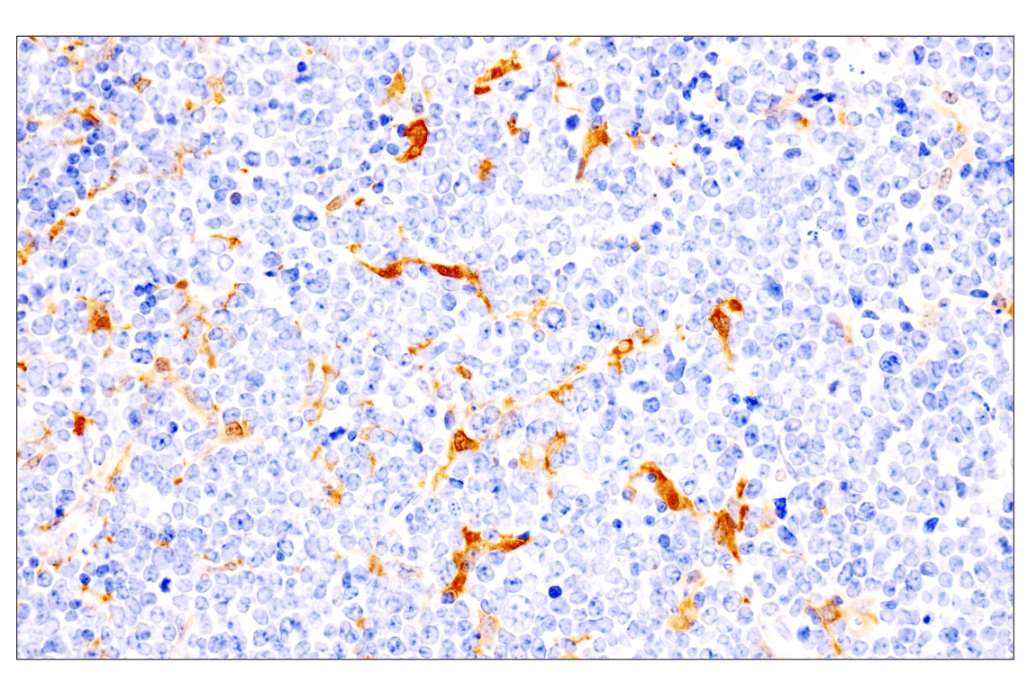 Immunohistochemistry Image 1: IL-18 (E8P5O) Rabbit Monoclonal Antibody