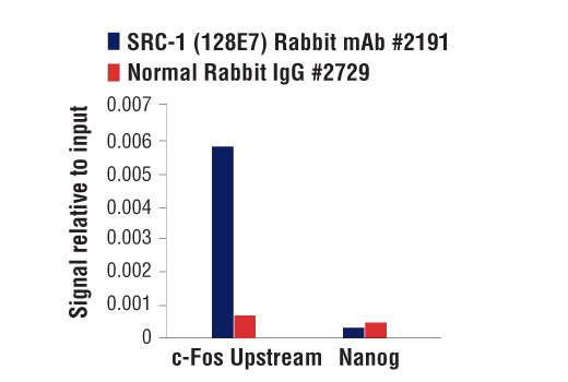 Chromatin Immunoprecipitation Image 1: SRC-1 (128E7) Rabbit Monoclonal Antibody
