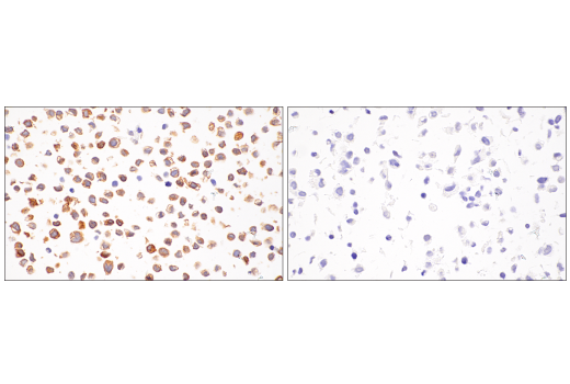 Immunohistochemistry Image 11: DAP12 (E8P9U) Rabbit Monoclonal Antibody (BSA and Azide Free)