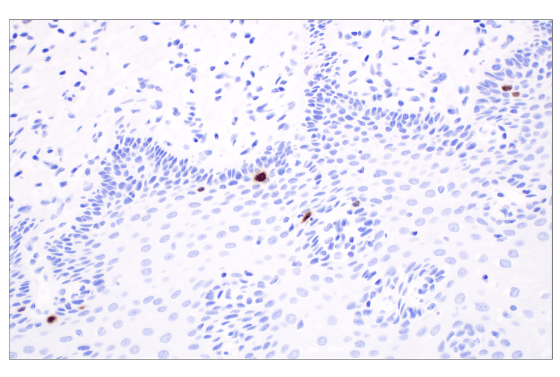 Immunohistochemistry Image 6: Phospho-Histone H3 (Ser10) (D7N8E) Rabbit Monoclonal Antibody (BSA and Azide Free)
