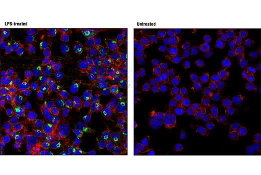Immunofluorescence Image 1: TNF-alpha (D2D4) Rabbit Monoclonal Antibody (BSA and Azide Free)