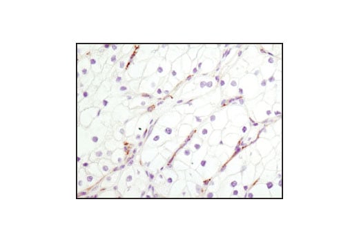 Immunohistochemistry Image 3: CD31 (PECAM-1) (89C2) Mouse Monoclonal Antibody