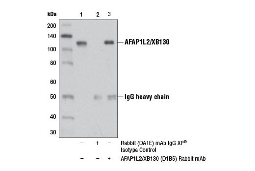Immunoprecipitation Image 1: AFAP1L2/XB130 (D1B5) Rabbit Monoclonal Antibody
