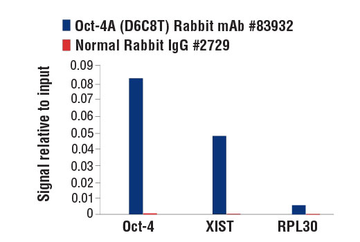 Chromatin Immunoprecipitation Image 1: Oct-4A (D6C8T) Rabbit Monoclonal Antibody