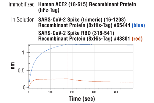 undefined Image 4: Human ACE2 (18-615) Recombinant Protein (hFc-Tag)