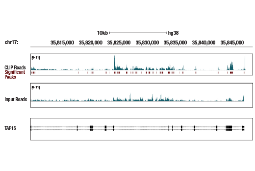 eCLIP Image 1: TAF15 (D8V6Q) Rabbit Monoclonal Antibody
