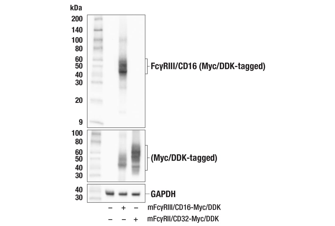 Western Blotting Image 2: Fc-gammaRIII/CD16 (F6K6G) Rabbit Monoclonal Antibody