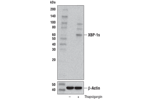 Western Blotting Image 2: XBP-1s (E7M5C) Mouse Monoclonal Antibody