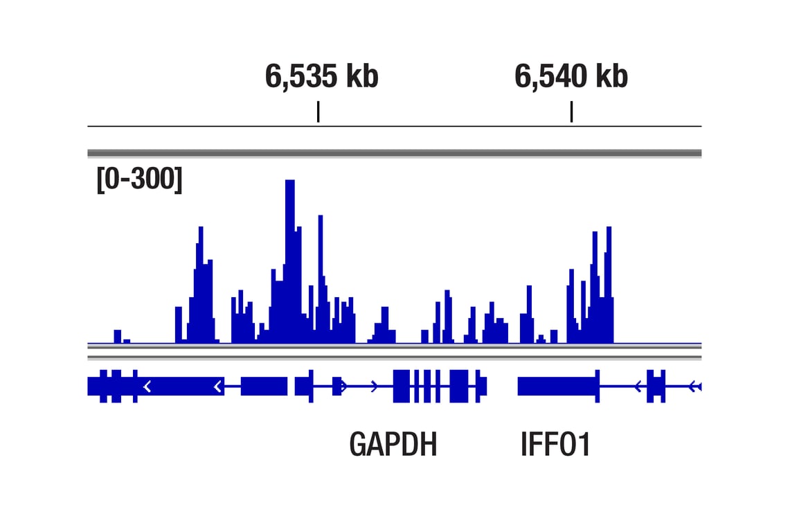 CUT & Tag Image 1: Rpb1 CTD (4H8) Mouse Monoclonal Antibody