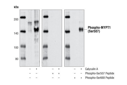 Western Blotting Image 2: Phospho-MYPT1 (Ser507) Antibody