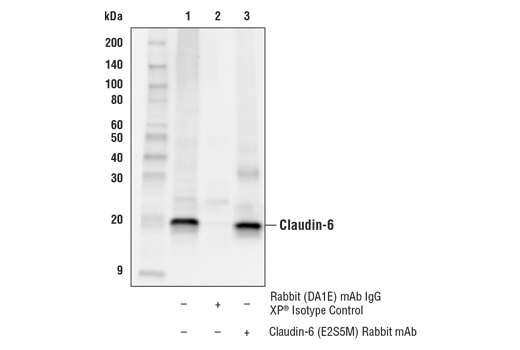 Immunoprecipitation Image 1: Claudin-6 (E2S5M) Rabbit Monoclonal Antibody