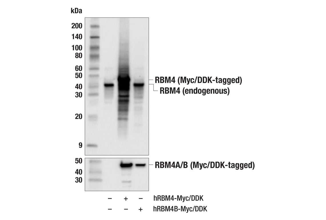 Western Blotting Image 2: RBM4 (E1Y2G) Rabbit Monoclonal Antibody
