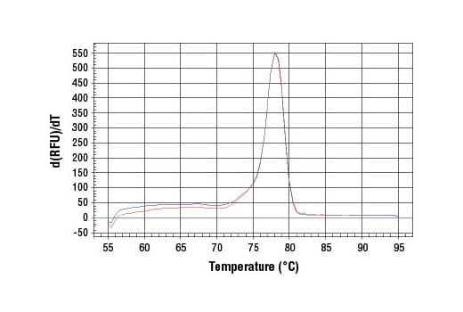 Chromatin Immunoprecipitation Image 2: SimpleChIP<sup>®</sup> Human DMD Intron 2 Primers