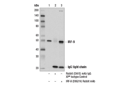 Immunoprecipitation Image 1: IRF-9 (D8G7H) Rabbit Monoclonal Antibody