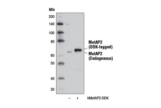 Western Blotting Image 2: MetAP2 (D3I1H) Rabbit Monoclonal Antibody