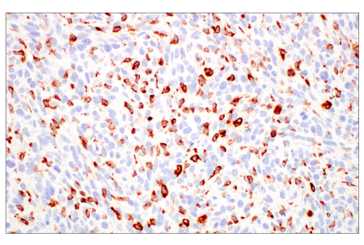 Immunohistochemistry Image 3: Lysozyme C-1/2 (E2K5R) Rabbit Monoclonal Antibody