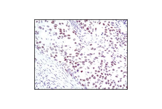 Immunohistochemistry Image 1: SRC-1 (128E7) Rabbit Monoclonal Antibody
