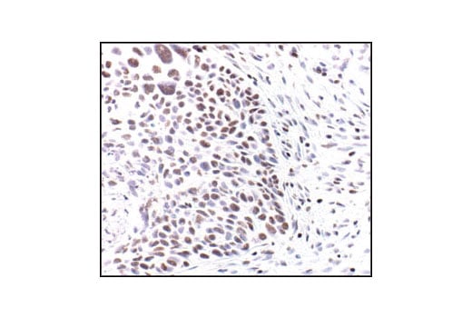 Immunohistochemistry Image 2: Acetyl-Histone H3 (Lys9) Antibody