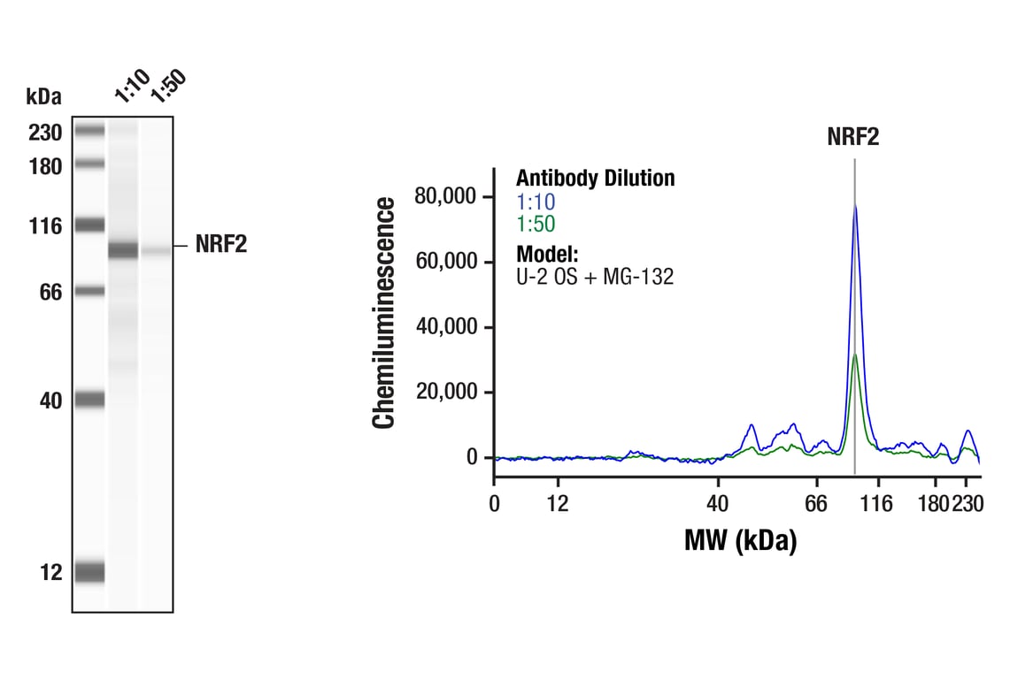NRF2 (D1Z9C) XP® Rabbit mAb (#12721) Datasheet With Images