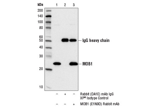 undefined Image 14: Hippo Signaling Antibody Sampler Kit
