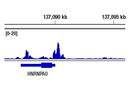 CUT & RUN Image 1: p300 (D2X6N) Rabbit Monoclonal Antibody
