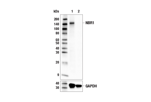 Western Blotting Image 3: NBR1 (E6Q3F) Rabbit Monoclonal Antibody