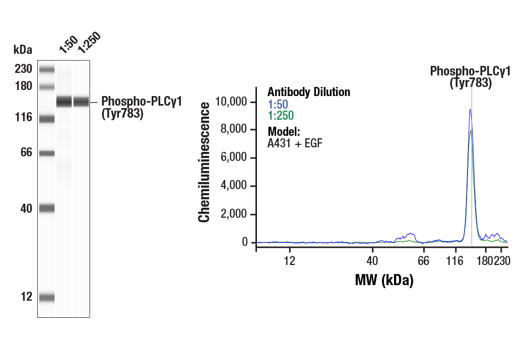 undefined Image 19: PLC gamma Antibody Sampler Kit