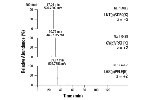 undefined Image 5: PTMScan<sup>®</sup> Control Peptides Multi-Pathway