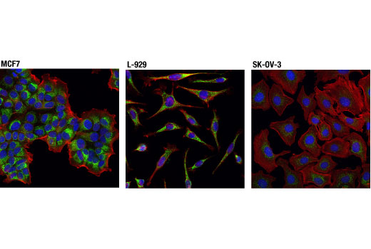 Immunofluorescence Image 1: Mcl-1 (D2W9E) Rabbit Monoclonal Antibody