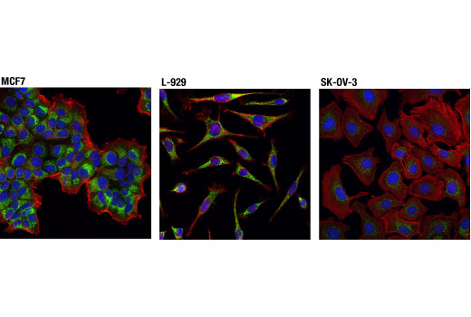 undefined Image 23: Pro-Survival Bcl-2 Family Antibody Sampler Kit II