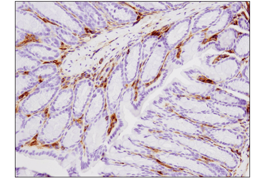 Immunohistochemistry Image 1: VISTA (D5L5T) Rabbit Monoclonal Antibody
