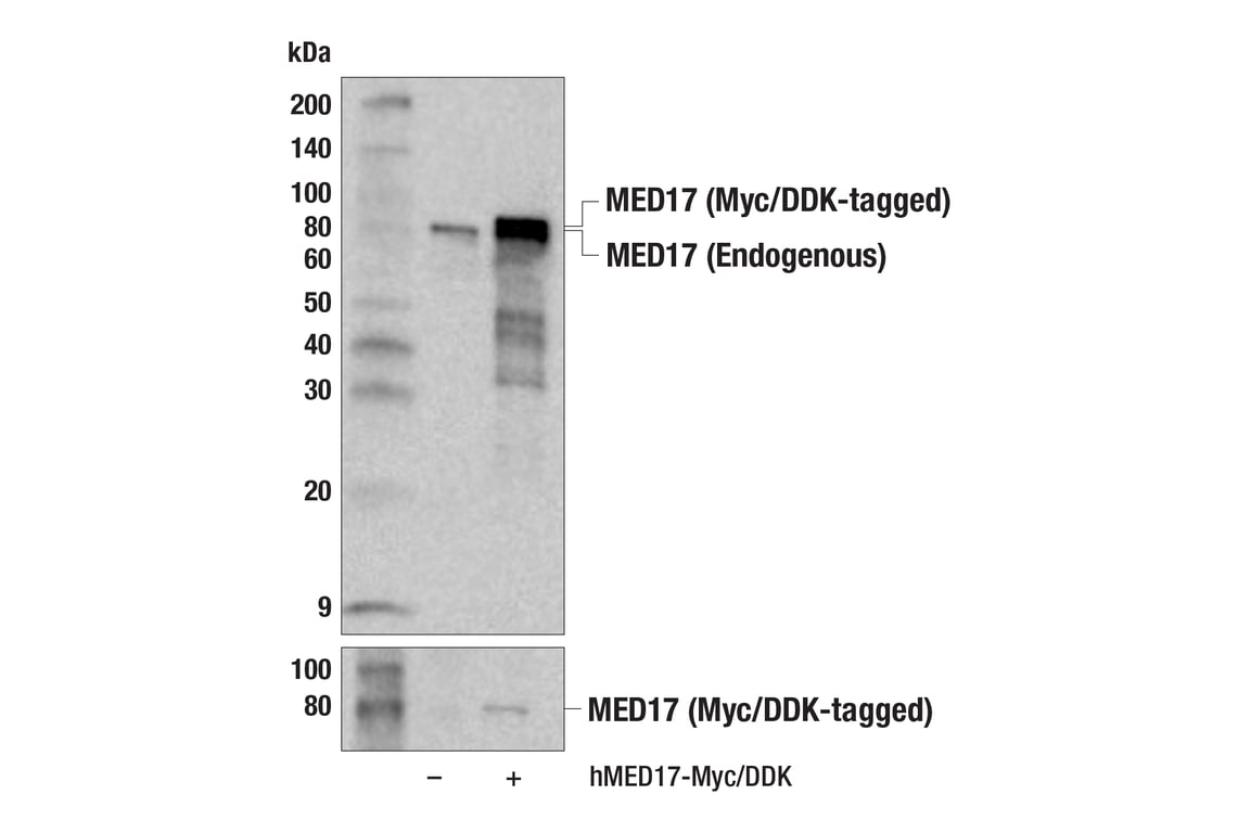 Western Blotting Image 2: MED17 (E3V6Y) Rabbit Monoclonal Antibody